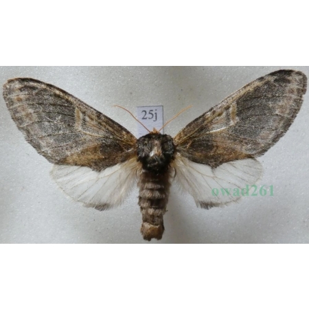 Notodonta tritophus (Denis & Schiffermüller, 1775) female Garbatka miesięcznica Czech25j